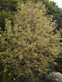 Liriodendron tulipifera Aureomarginatum Tulipanowiec amerykański